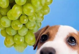 狗狗误食葡萄后如何进行有效解毒措施
