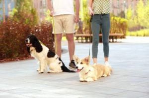 在户外遛狗时，如何确保狗狗安全又快乐？