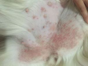 狗狗得了湿疹怎么办？