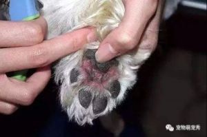 狗狗趾间炎的病因症状及治疗方法