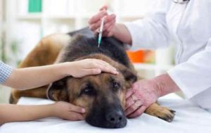 狗狗翻肠子症状及治疗方法
