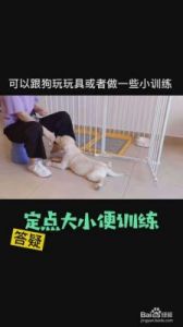 训练狗狗如何使用厕所的技巧和方法