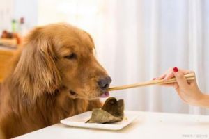 改善狗狗饮食习惯的五个方法