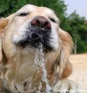 狗狗不愿意喝水怎么办？如何让爱犬养成喝水的良好习惯？