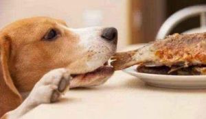 改善狗狗饮食的如何让狗狗重新爱上狗粮