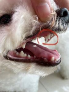 狗狗长了双排牙，主人需注意及时干预和治疗