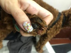 狗狗不剪指甲会对它们的日常生活产生哪些影响