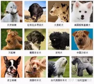 适合家养的小型犬：十大推荐品种及养护技巧