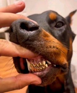狗狗牙齿打颤的原因及解决方法