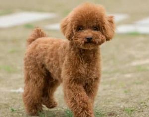 小型犬品种介绍：最小的一种狗——泰迪
