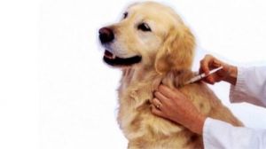 狗狗接种疫苗时出现过敏反应，注射部位出血不止