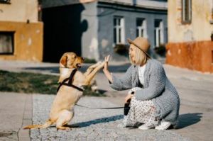如何以一种友好且有效的方式与狗狗互动
