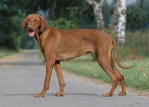 大型犬的狗狗品种：盘点最受欢迎的五大犬种