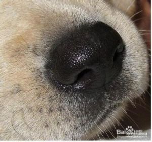 狗狗鼻子湿润且保持正常状态，这是非常健康的表现