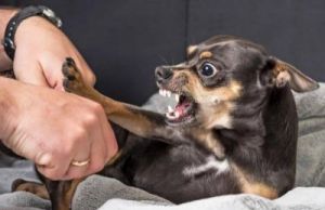 在遇到狗狗咬人或攻击人类的情况下，如何正确应对和处理？