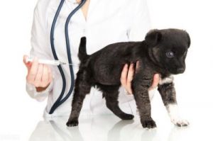 当狗狗不小心挠到您时，是否需要带它去接种疫苗？