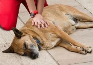 小狗身体僵硬，如何及时发现并采取有效措施进行救治？