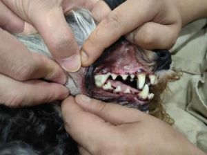 狗狗牙齿松动的原因及治疗方法