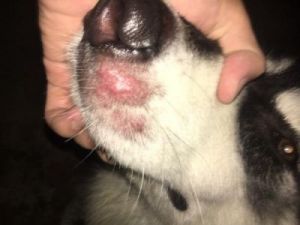 狗狗嘴巴和鼻子发红的症状及其可能的原因