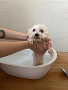 可爱的小狗狗洗澡照片