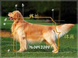 大型犬种身高标准与训练