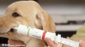 宠物健康狗狗打针时可能会出现的应激反应及应对措施