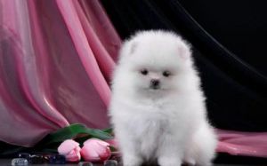 白色短毛小型狗狗品种：聪明活泼体型适中，适合城市生活的宠物伙伴