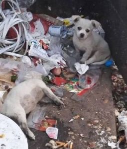 被遗弃的小狗在垃圾堆里度日如年