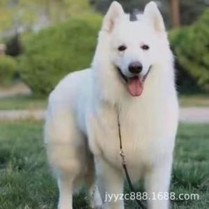 纯种白色大狗品种介绍