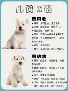 纯白毛狗狗的品种及其特点介绍