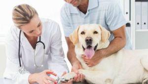 狗狗接种疫苗时出现出血现象的解决方法