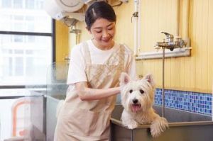 宠物店如何为爱犬提供专业安全舒适的洗澡服务