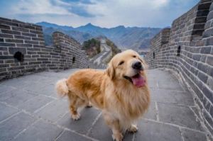 北京适合带狗狗游玩的户外景点推荐
