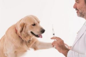 家养的狗狗不小心咬了人，是否需要立即接种疫苗？