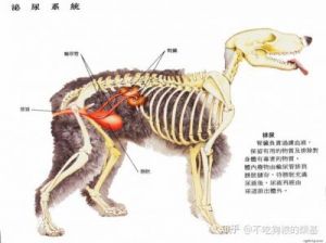 可爱的小狗狗解剖结构示意图