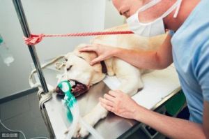 狗狗肠胃出血的紧急处理方法及预防措施