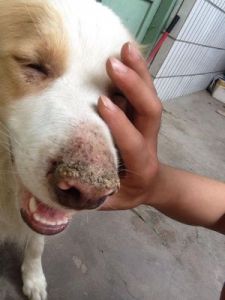 狗狗鼻子溃烂的病因与治疗方法