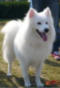 白毛狗品种：它们的外貌特征生活习性及训练方法
