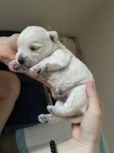 小狗狗一般在出生后的1-2天内睁开眼睛