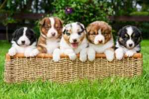 五只可爱的小狗在家中的照片，它们都是家养的品种