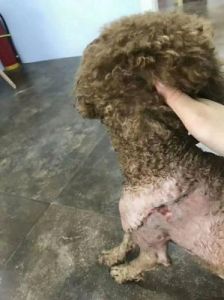 狗狗被咬伤后出现积液的症状，需要及时就医治疗