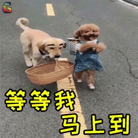 两只可爱的小狗狗在玩耍时打架的温馨表情gif
