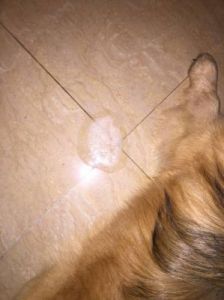 宠物狗出现异常症状：发抖并伴随吐出白色泡沫