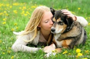最粘人的狗：忠诚的守护者与温柔的陪伴者