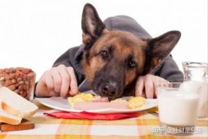 狗狗食欲不振不想吃饭的原因及解决方法