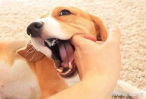 小狗狗喜欢咬人，如何应对和改善？