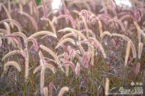 狗尾巴草图片：美丽的多姿多彩的野草