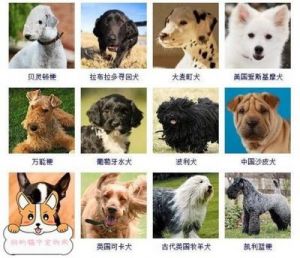 常见的狗狗品种辨别与特点