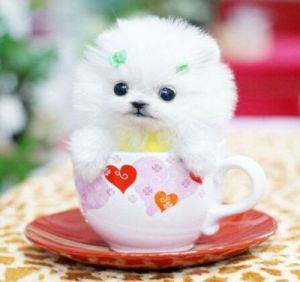 迷你版茶杯犬：萌态可掬的小型宠物