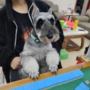 可爱狗狗打扑克视频大全集